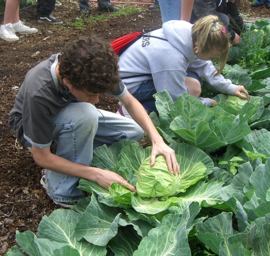 Kids kneel and harvest cabbage.