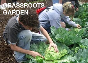 Kids harvesting cabbage. text reads grassroots garden