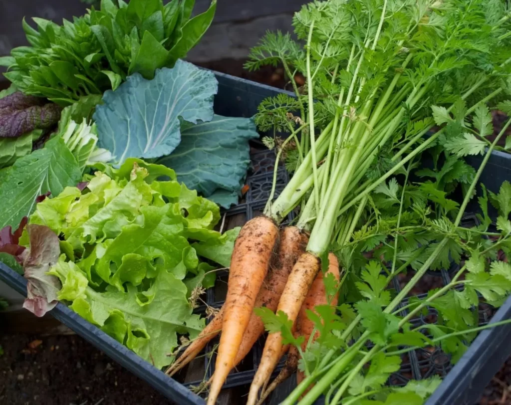 various green vegetables and carrots with stalks