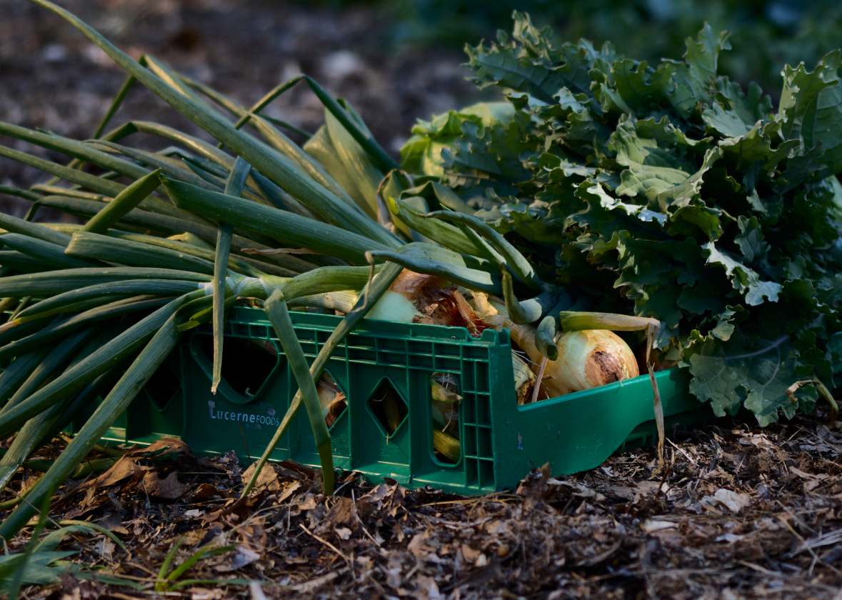 GrassRoots Garden