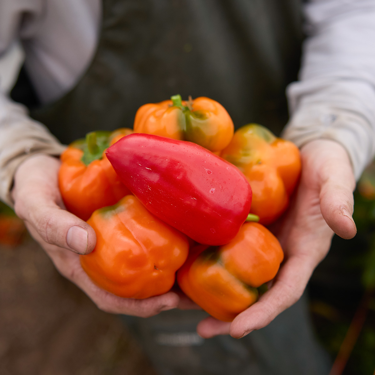 Farm and Garden Produce