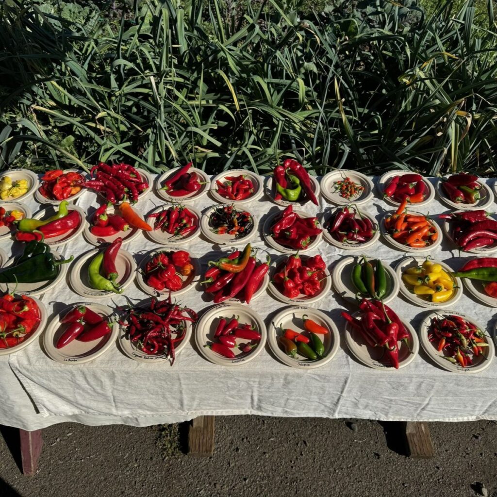 hot peppers 1200x